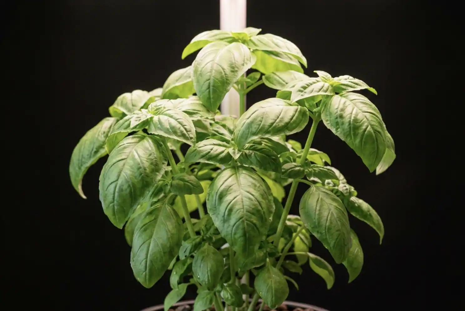 Fresh Genovese basil plant in a growing pot under LED lights